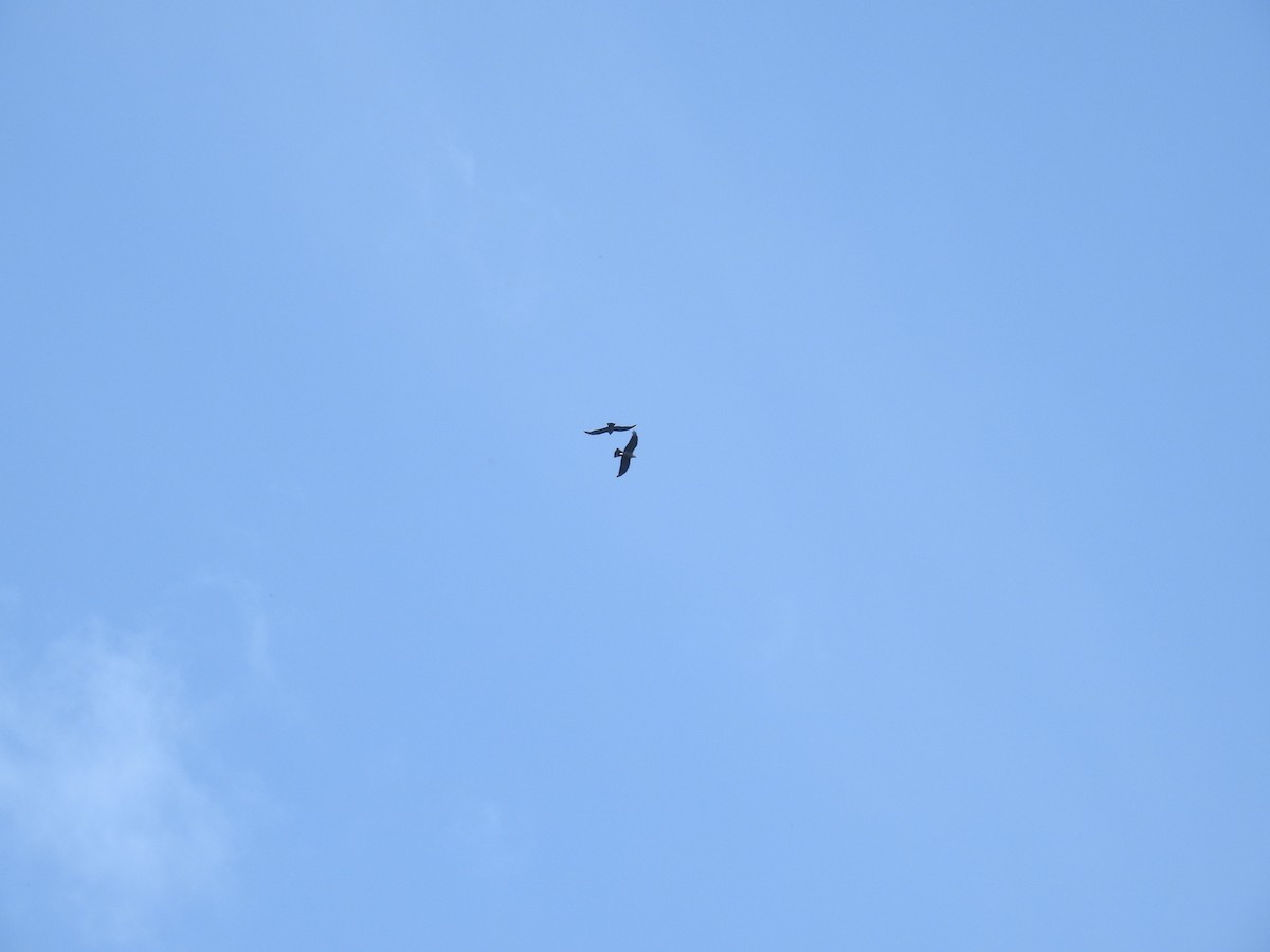 Plumbeous Kite - ML249936081