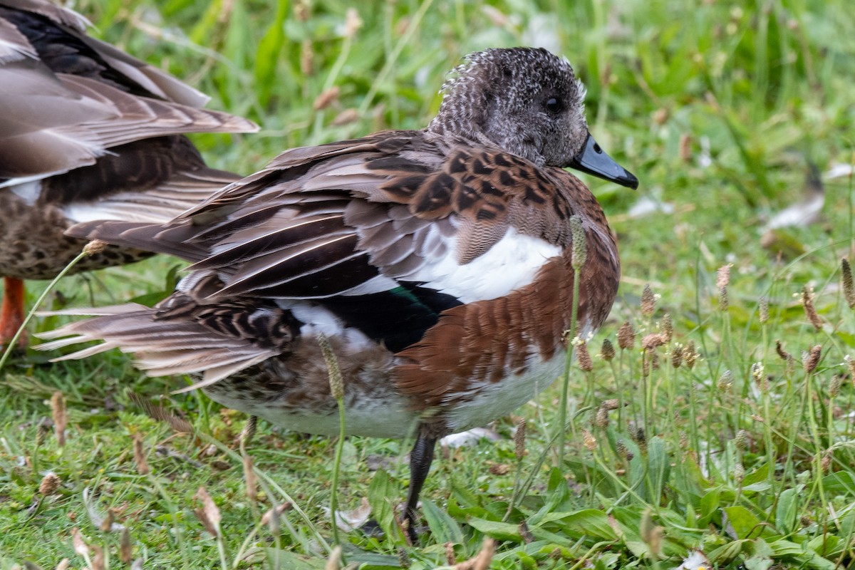 American Wigeon - Lee Barnes