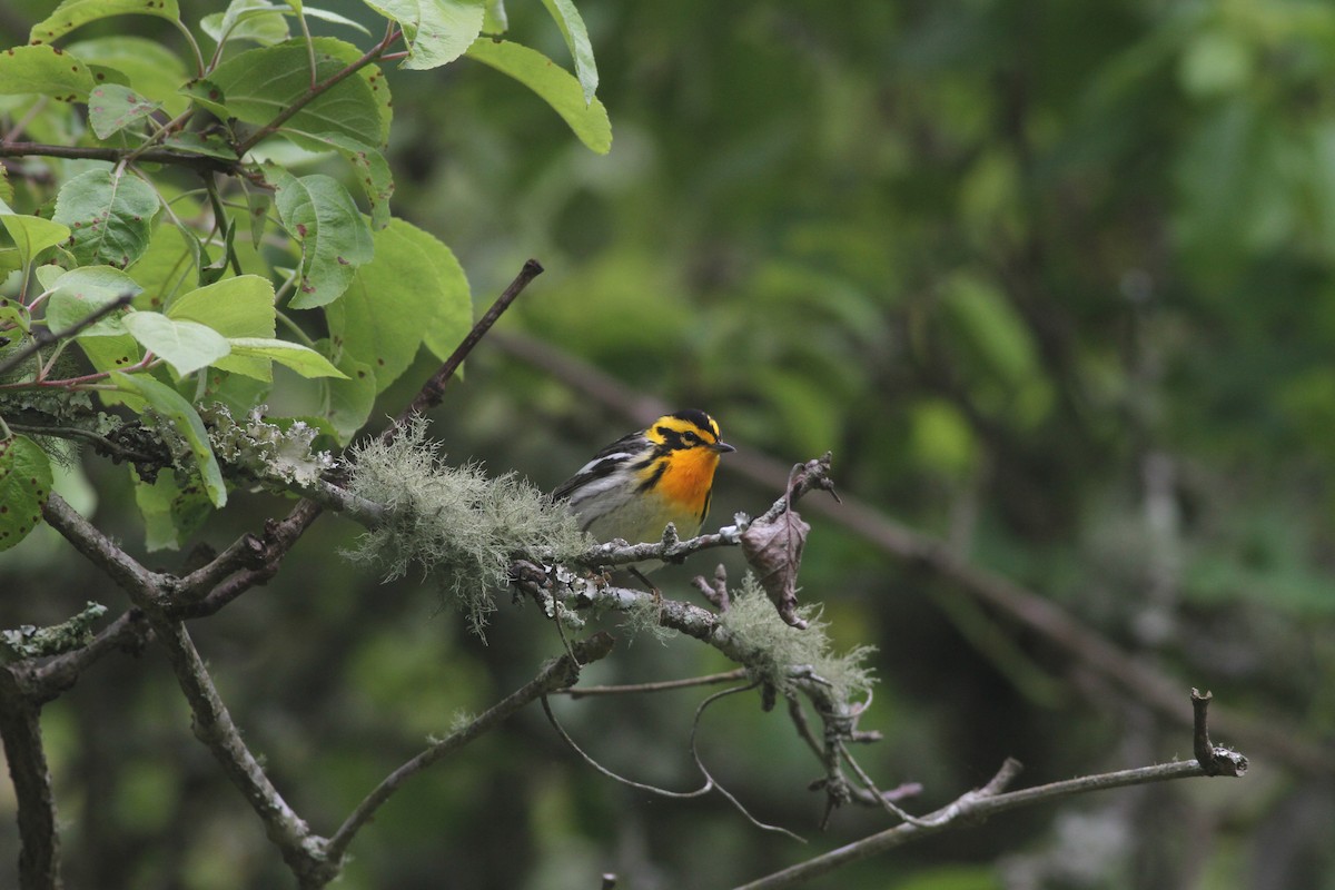 Blackburnian Warbler - ML249936331