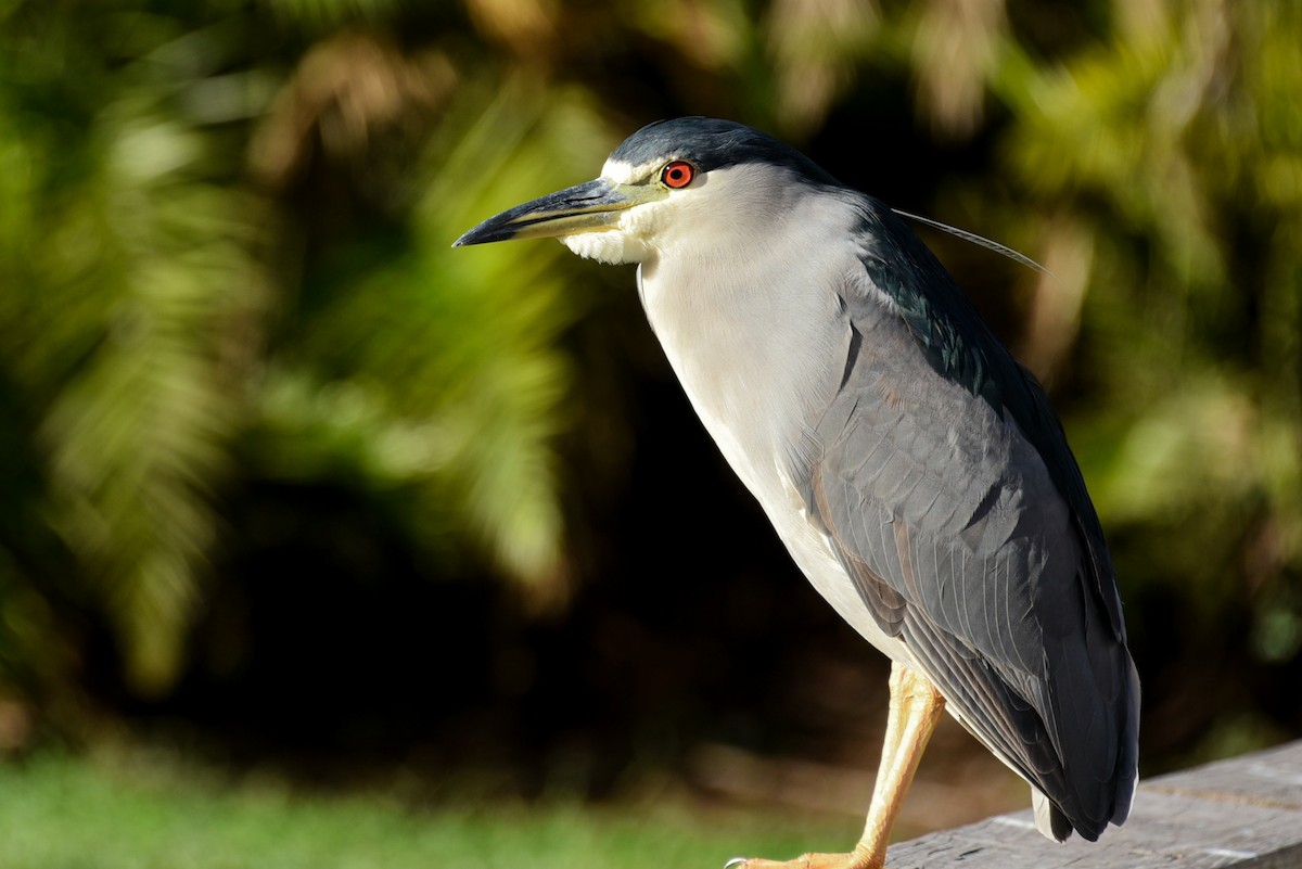 Black-crowned Night Heron - ML249936521