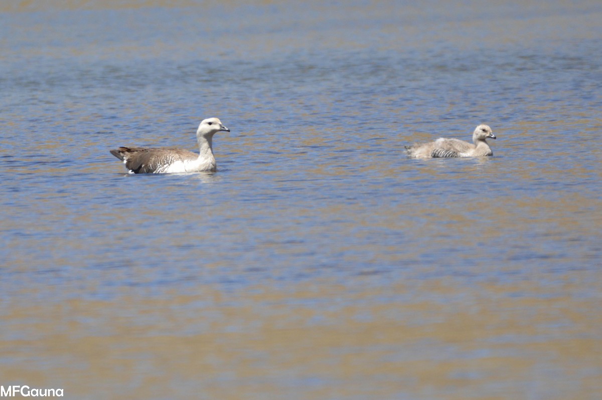 Upland Goose - ML249937781