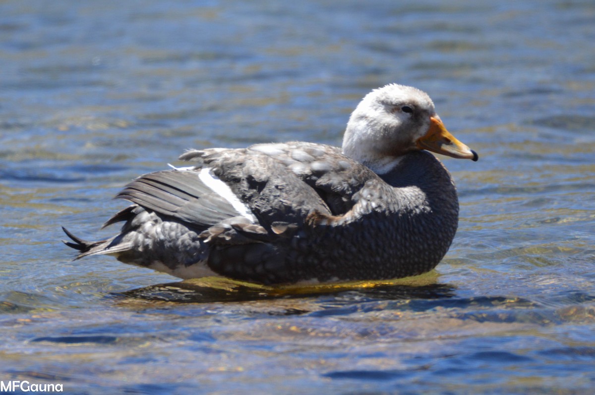 Flying Steamer-Duck - ML249937861