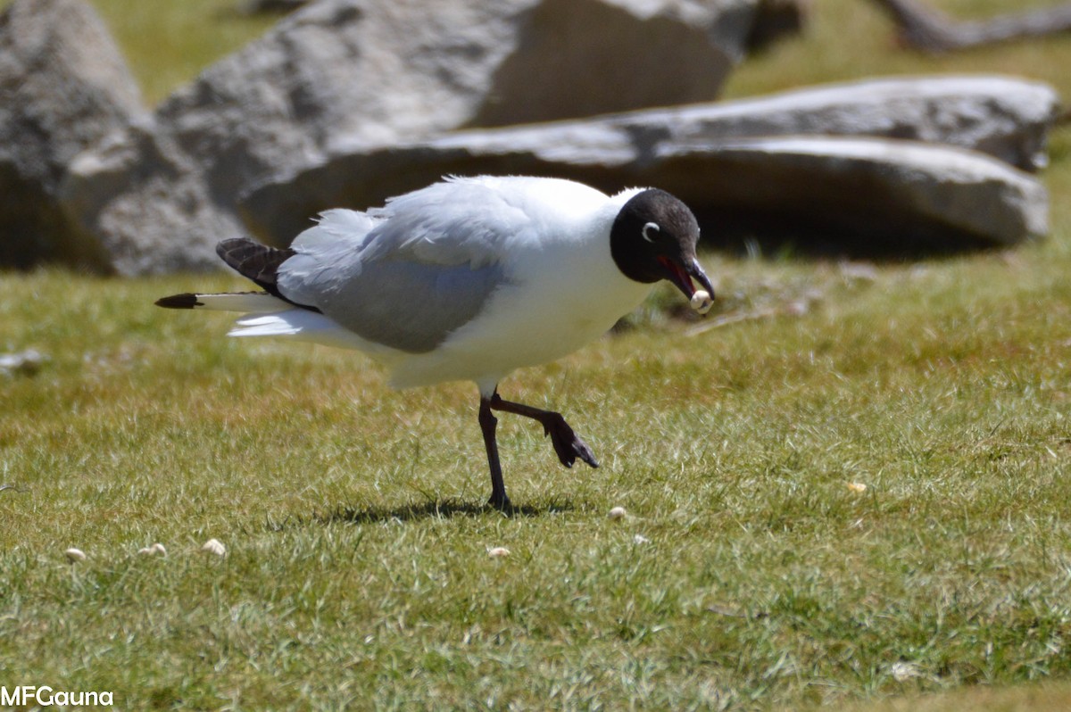 Andean Gull - ML249938001