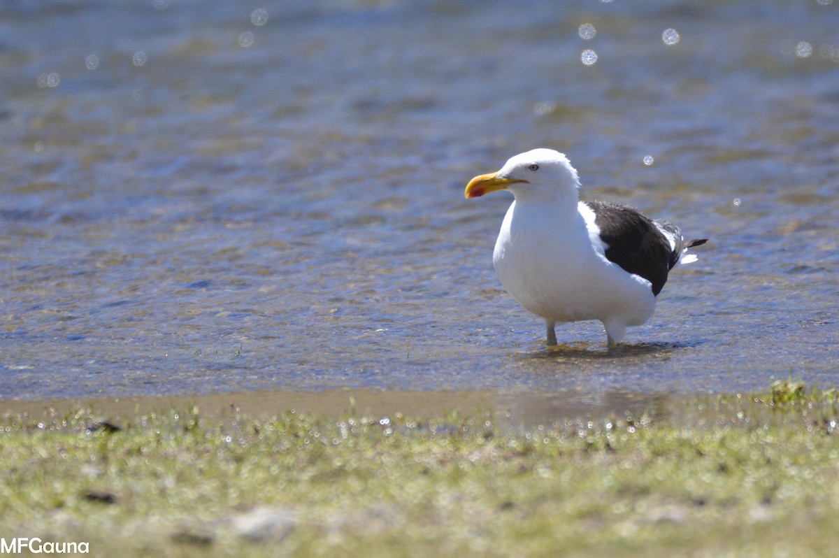 Kelp Gull - ML249938011