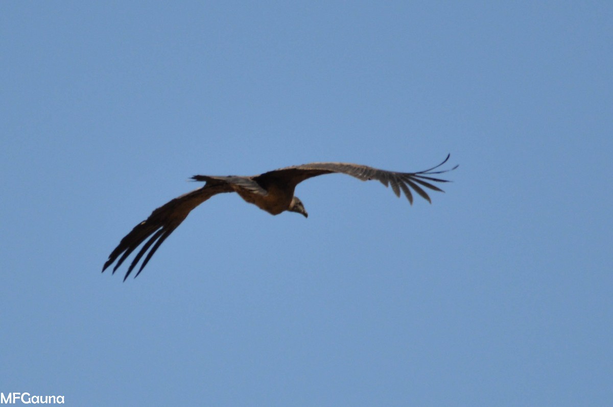 Andean Condor - ML249938191