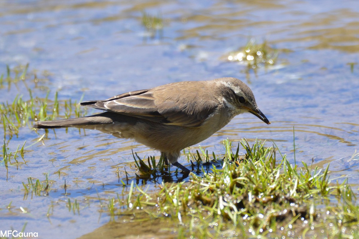 Buff-winged Cinclodes - ML249938321