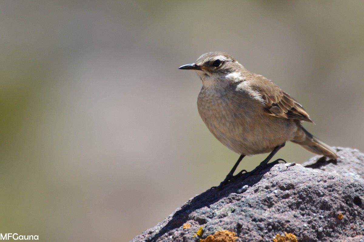 Buff-winged Cinclodes - ML249938331