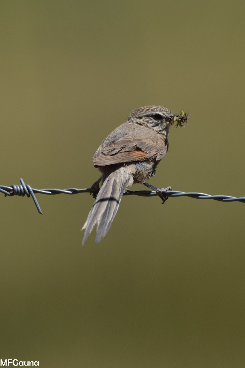 Plain-mantled Tit-Spinetail - ML249938371