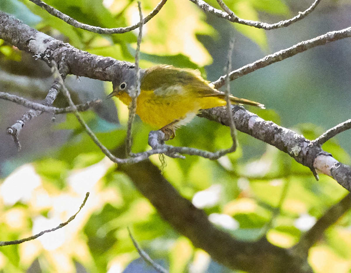 Nashville Warbler - ML249938631