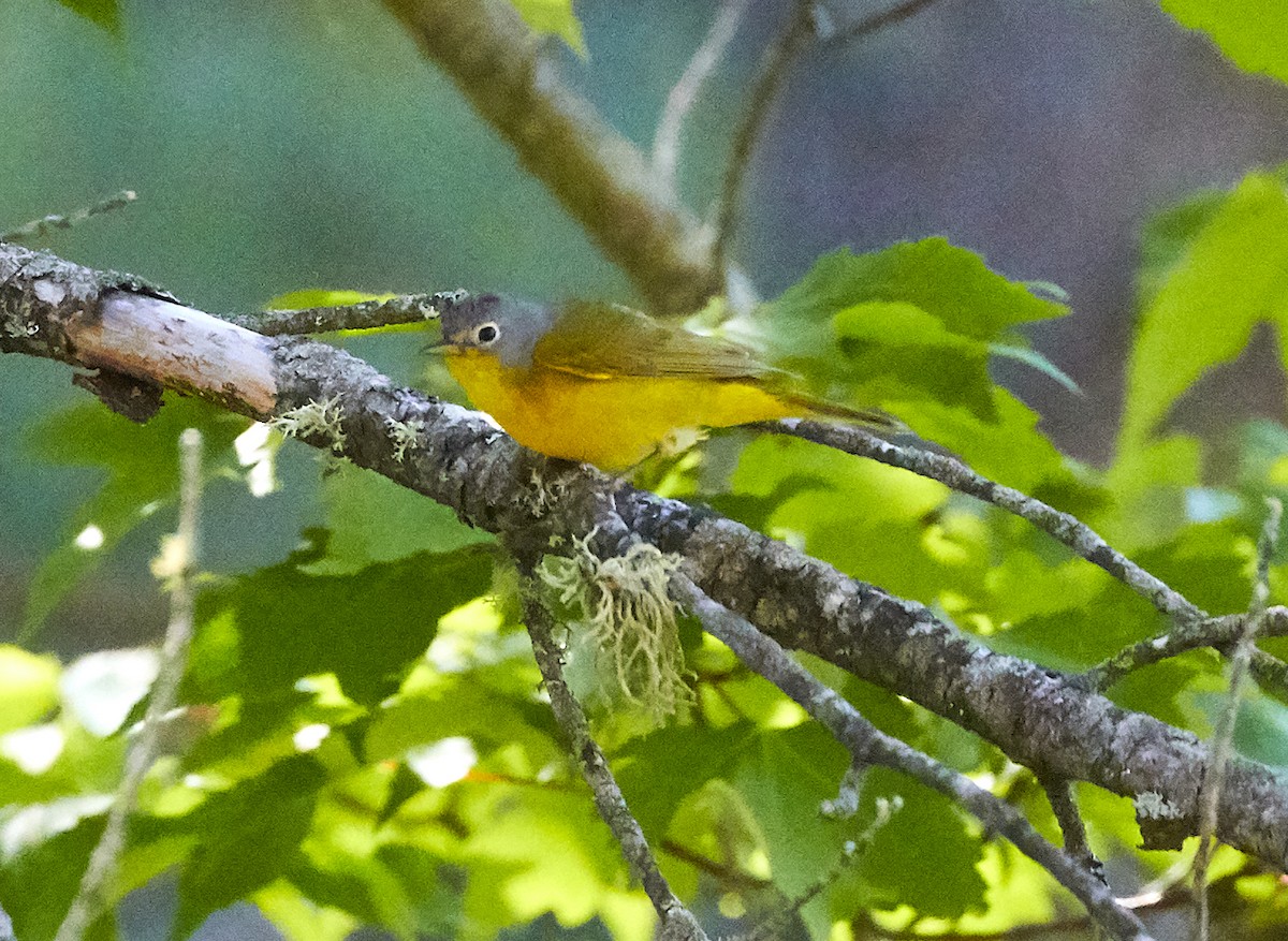 Nashville Warbler - ML249938641