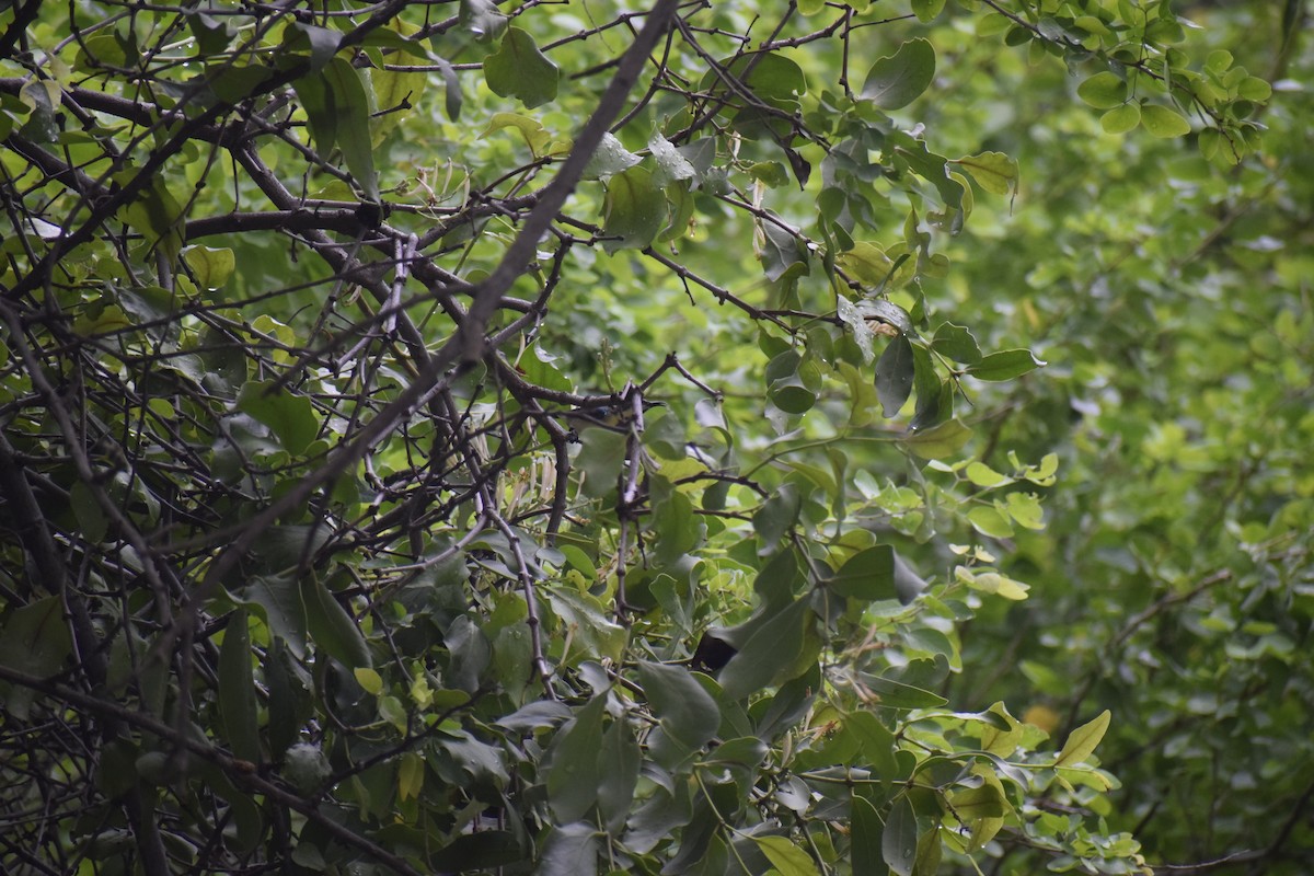 Purple-rumped Sunbird - ML249940561