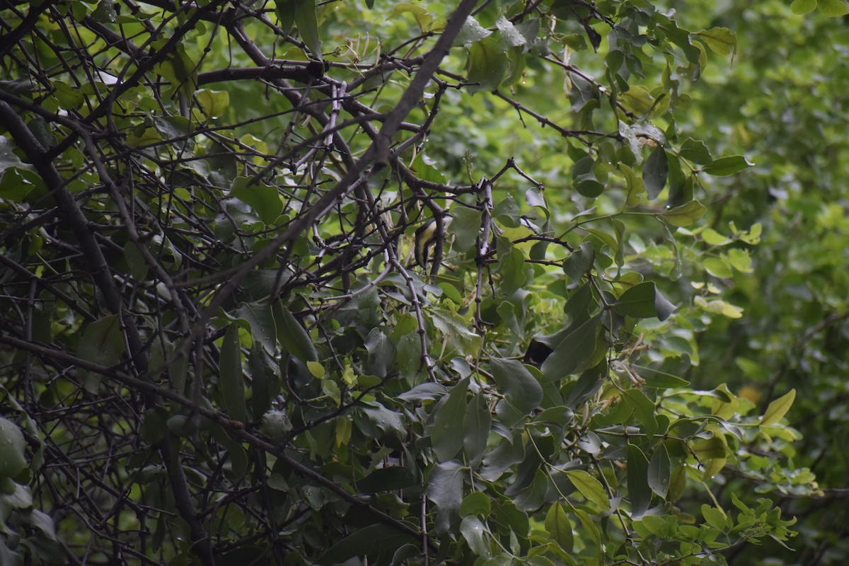 Purple-rumped Sunbird - ML249940601