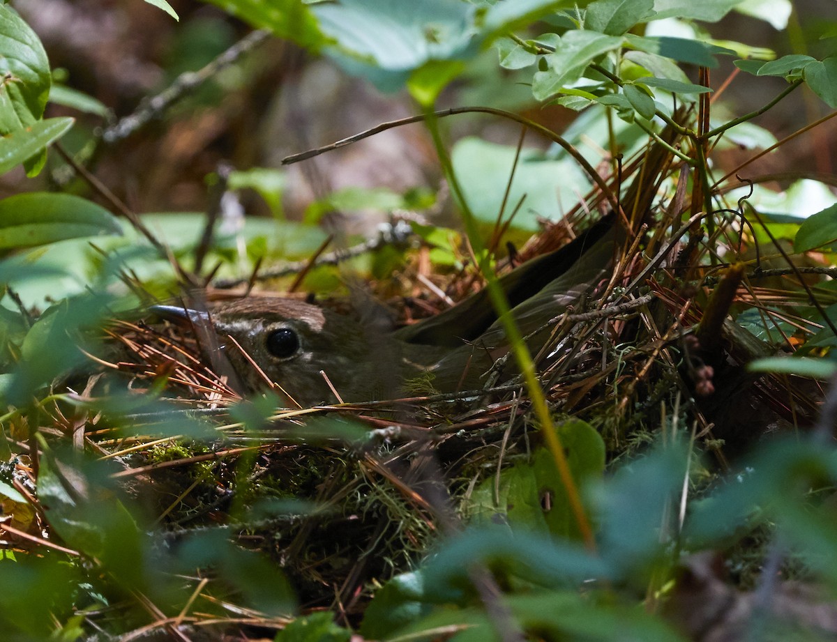 Hermit Thrush - ML249940941