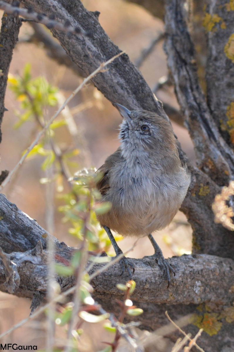 Patagonian Canastero - ML249945381