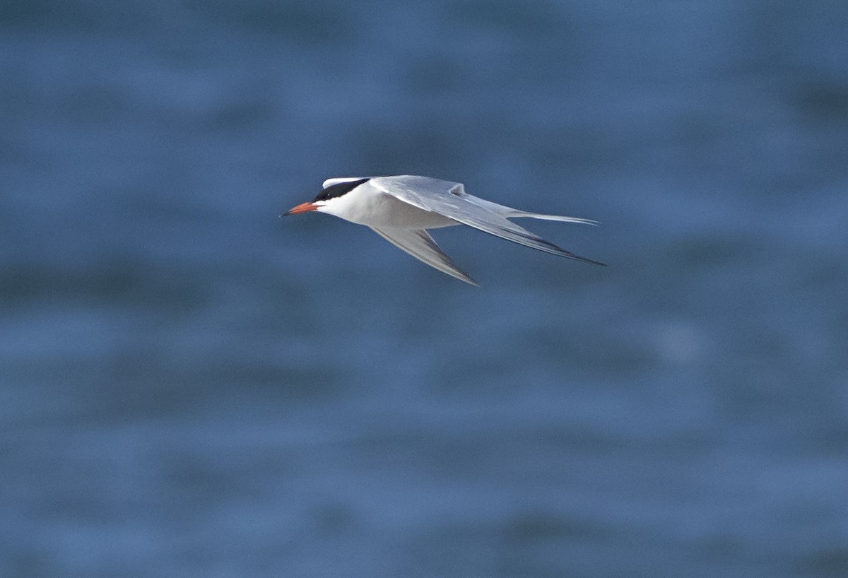 Common Tern - John Gluth