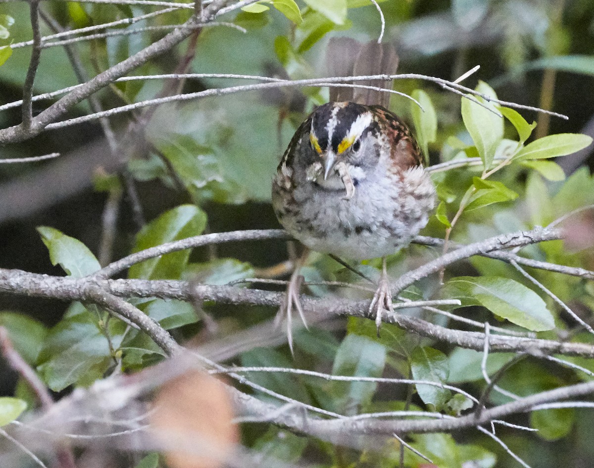 White-throated Sparrow - ML249950411