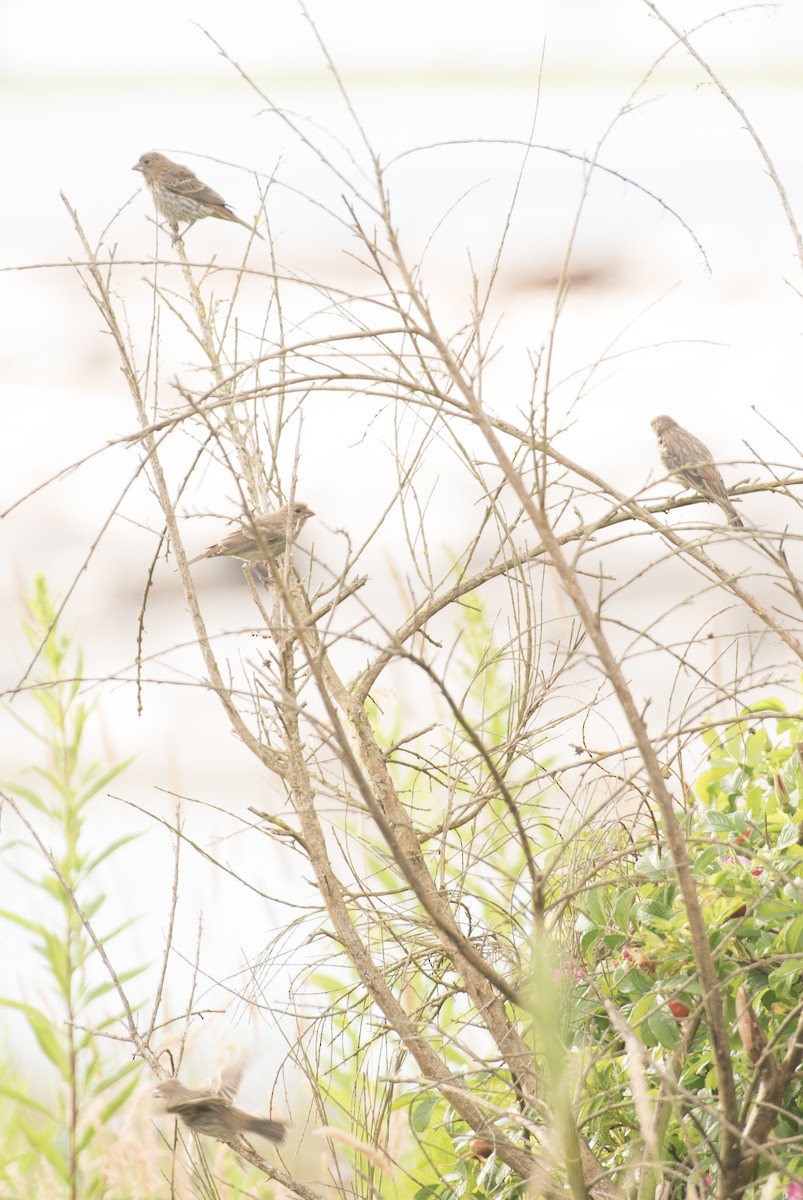 House Finch - ML249951111