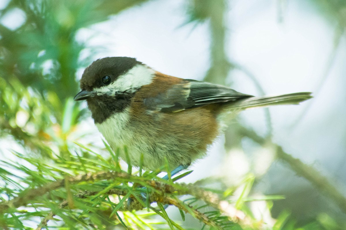 Chestnut-backed Chickadee - ML249951771