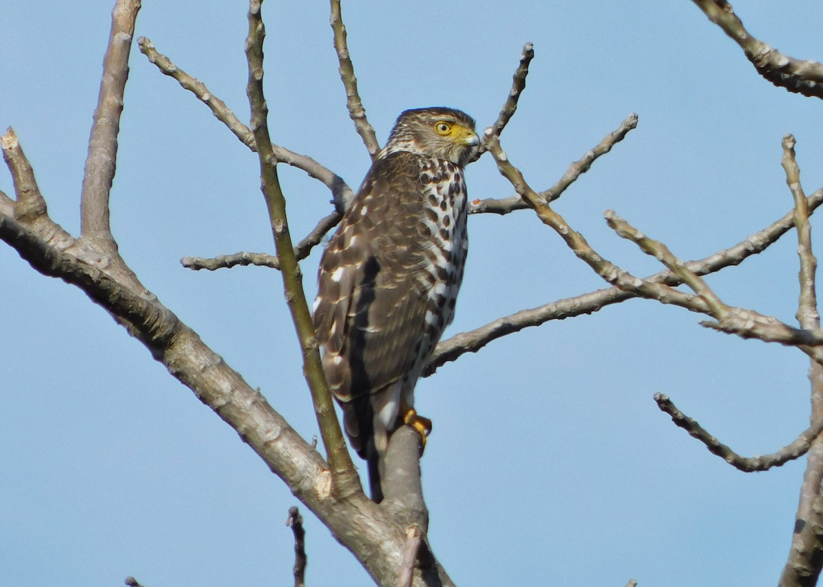 Bicolored Hawk - ML249952441