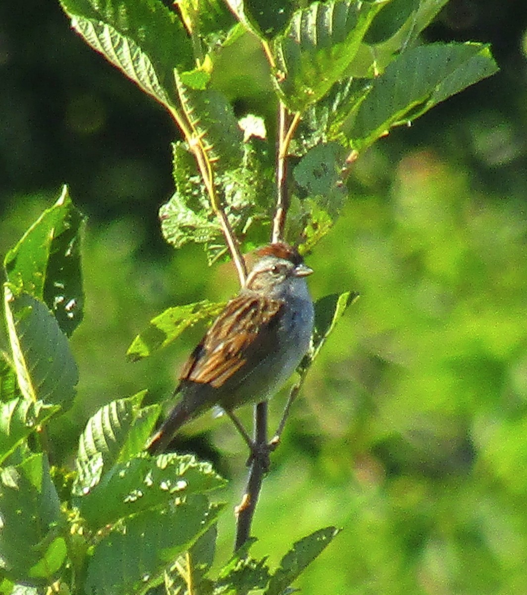 Swamp Sparrow - ML249952941