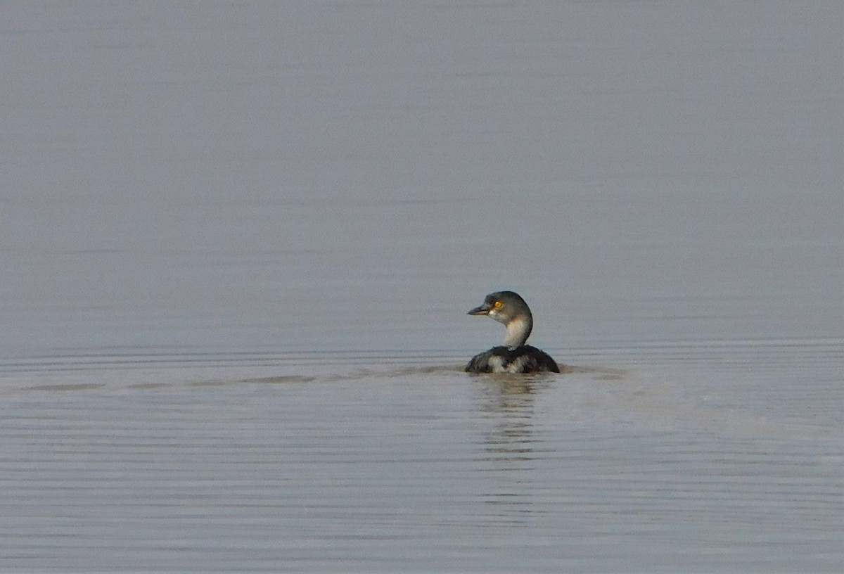 Least Grebe - ML249953531