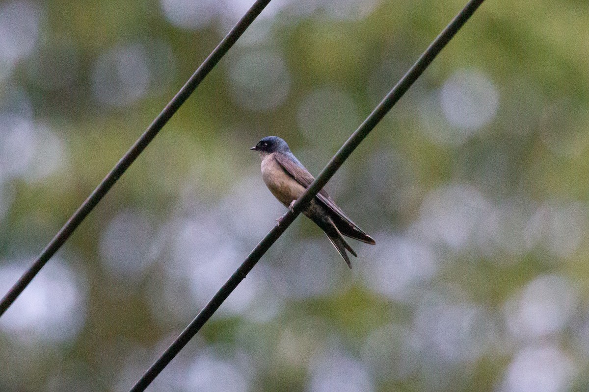 Brown-bellied Swallow - ML249956041