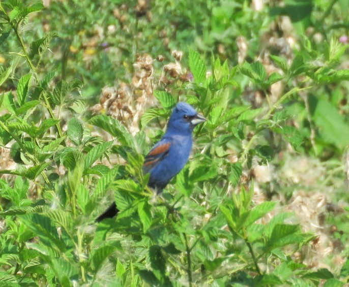 Blue Grosbeak - Michael Bowen