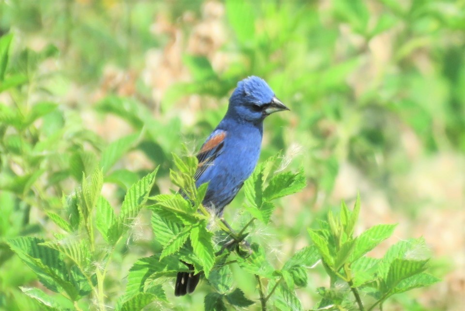 Blue Grosbeak - ML249958151