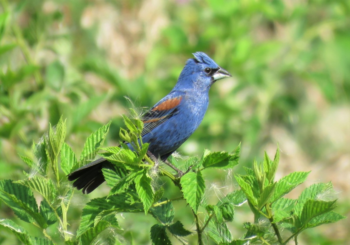 Blue Grosbeak - Michael Bowen