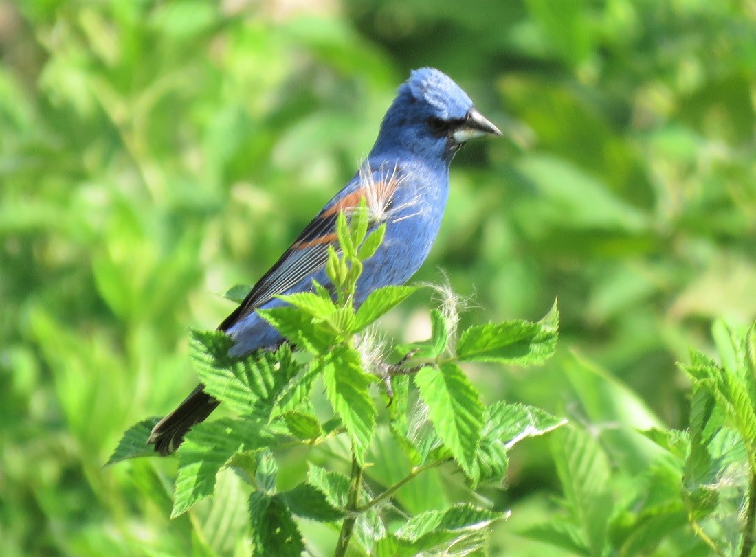 Blue Grosbeak - ML249958181