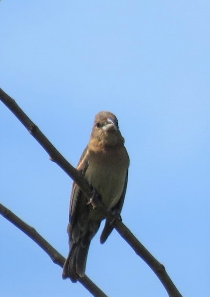 Blue Grosbeak - Michael Bowen