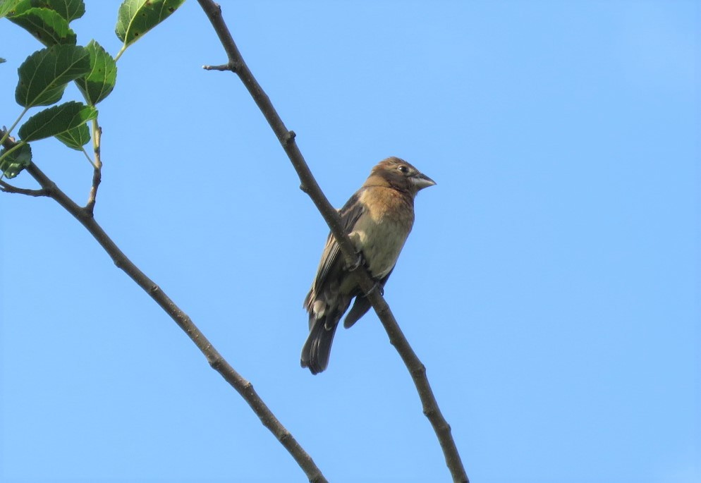 Blue Grosbeak - ML249958201