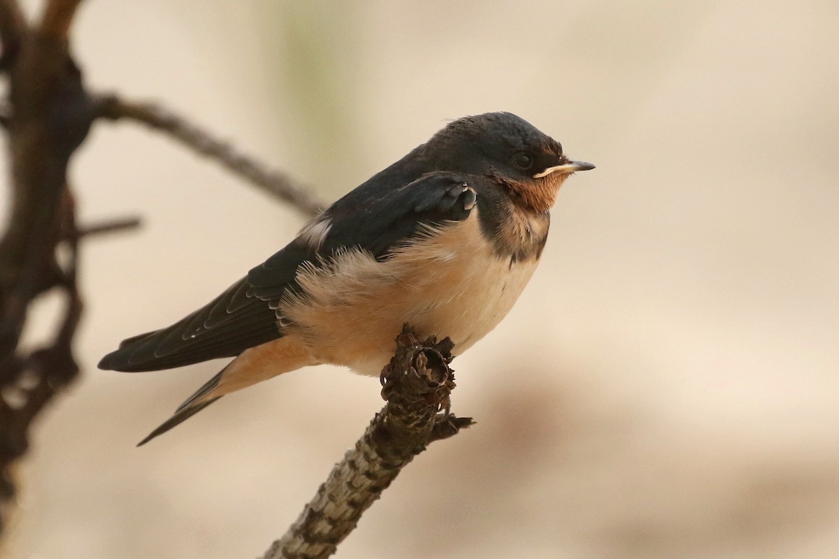 Barn Swallow - Jeffrey Offermann