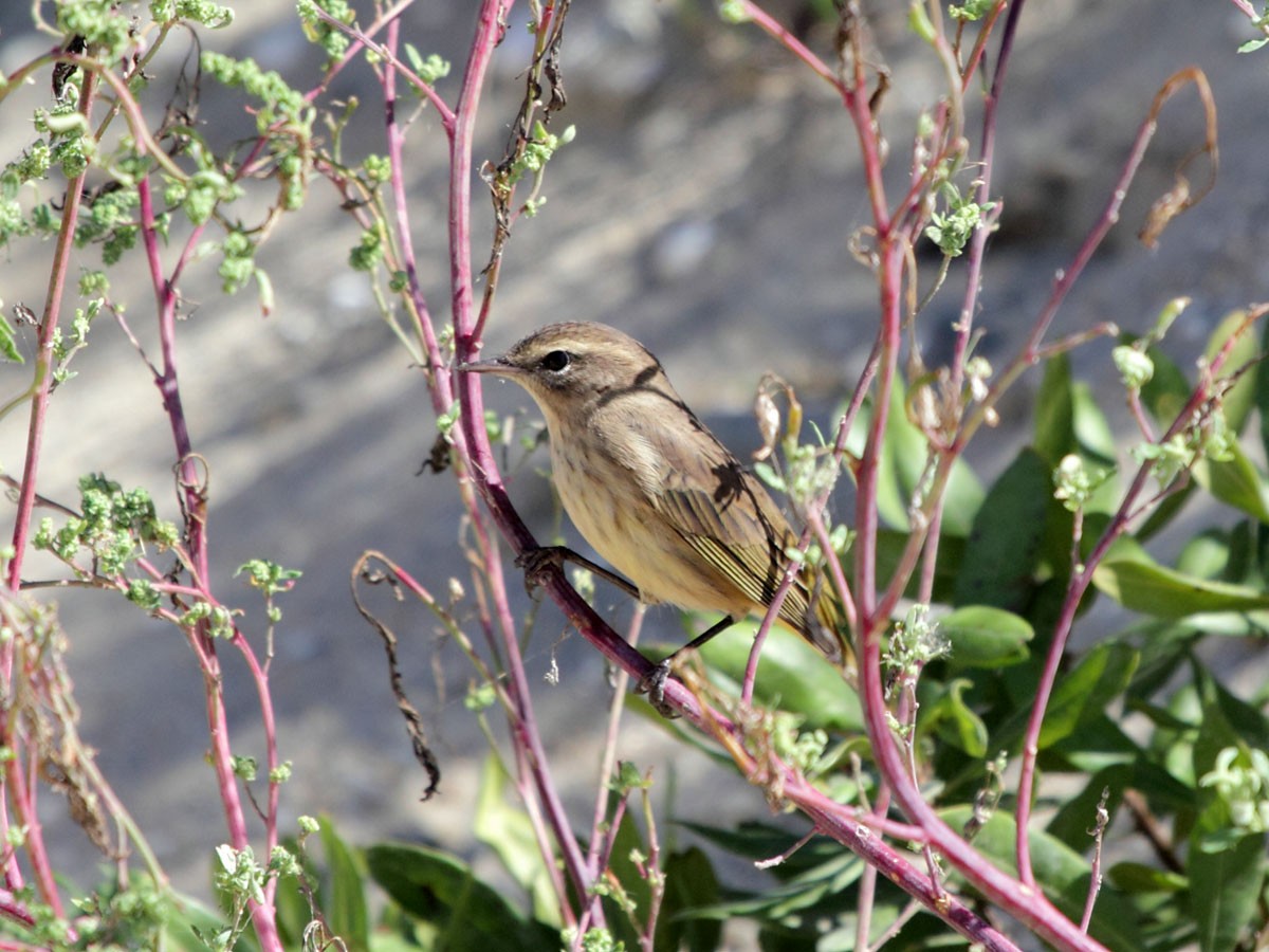 Palm Warbler - ML249962481