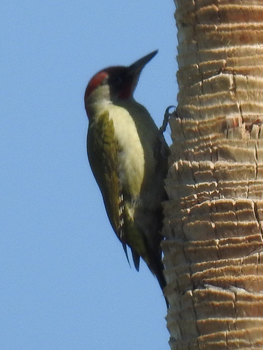 Iberian Green Woodpecker - Jean-Serge Vincent