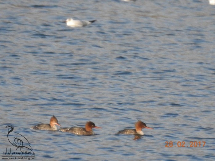 Red-breasted Merganser - ML249963331