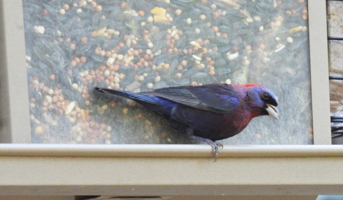 Varied Bunting - Jim Tonkinson