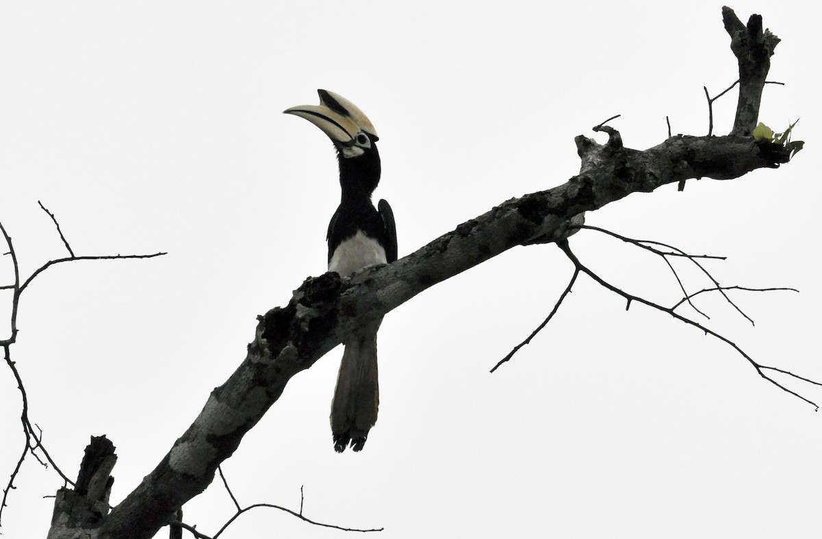 Oriental Pied-Hornbill - helen martin