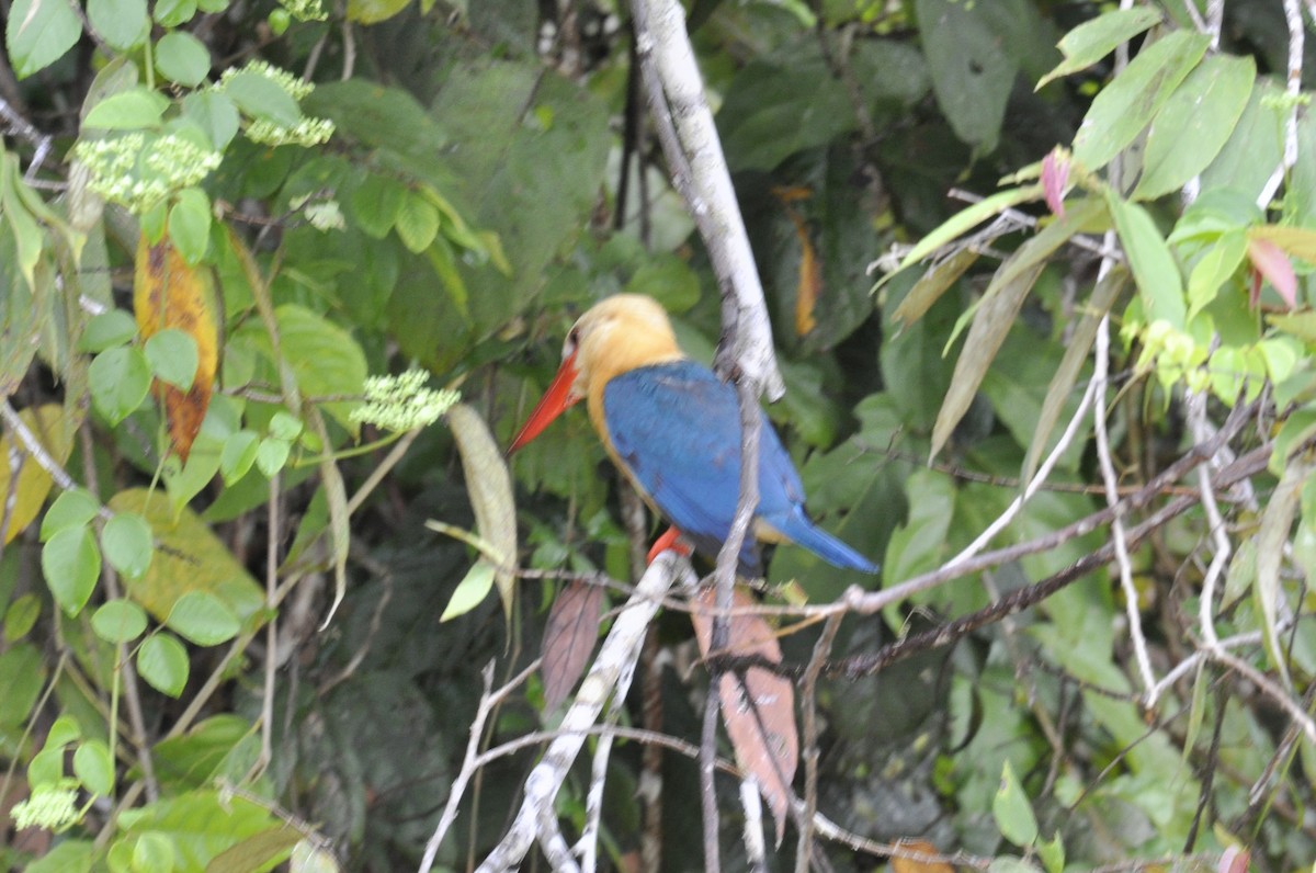 Stork-billed Kingfisher - ML249965651