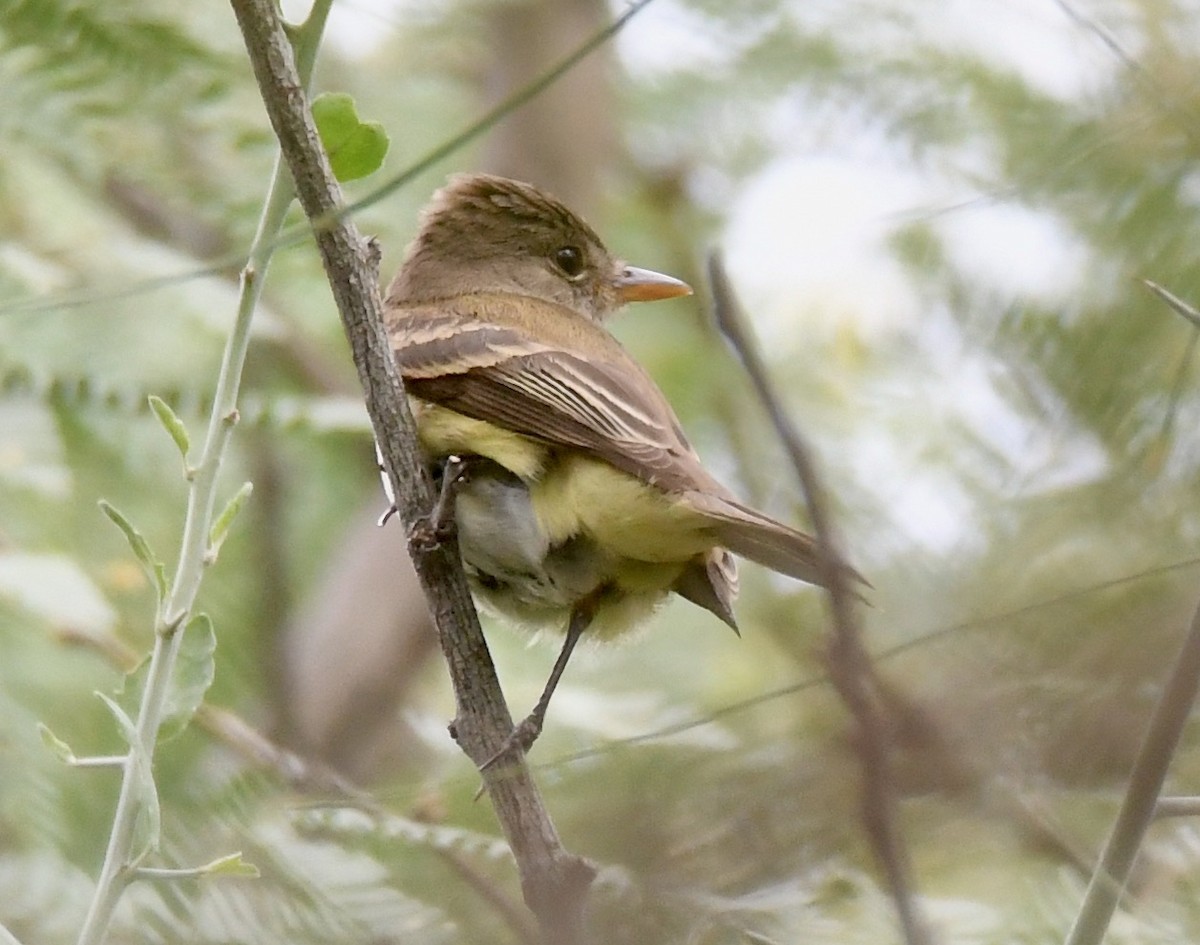 Willow Flycatcher - ML249965951