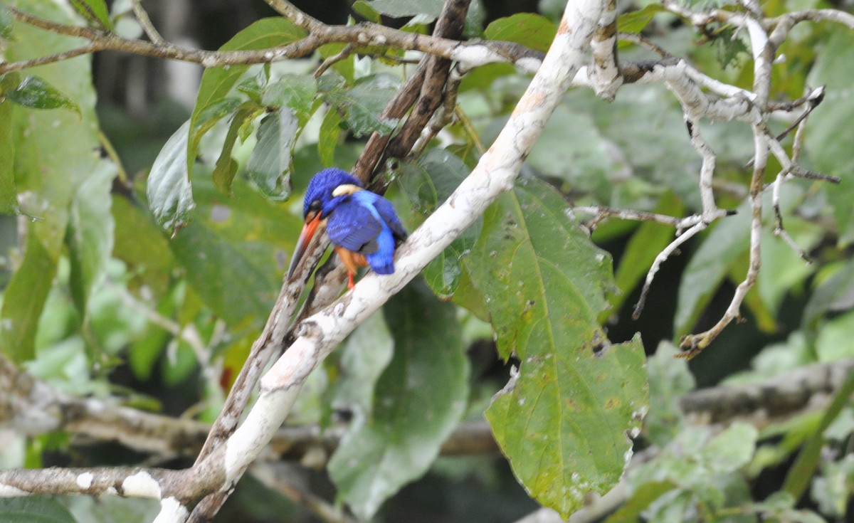 Blue-eared Kingfisher - helen martin