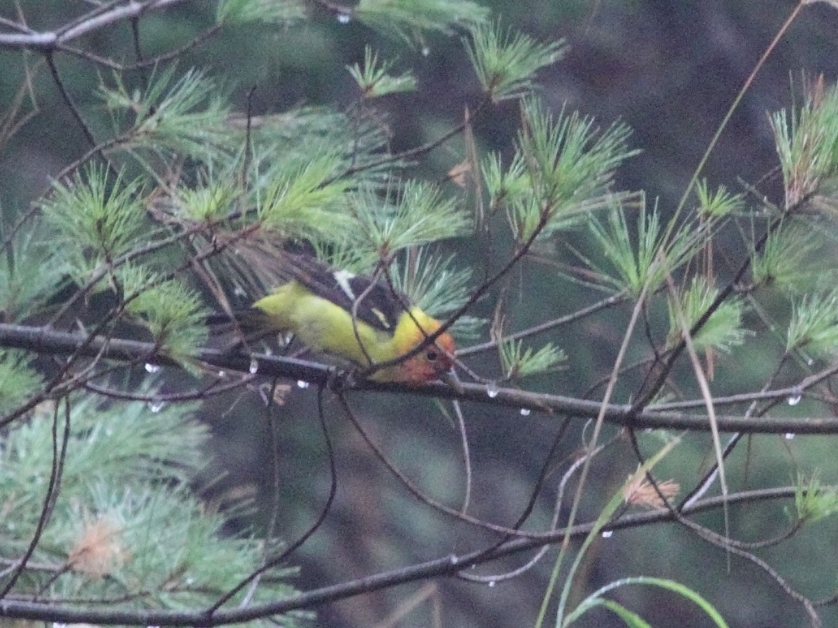 Western Tanager - ML249966811