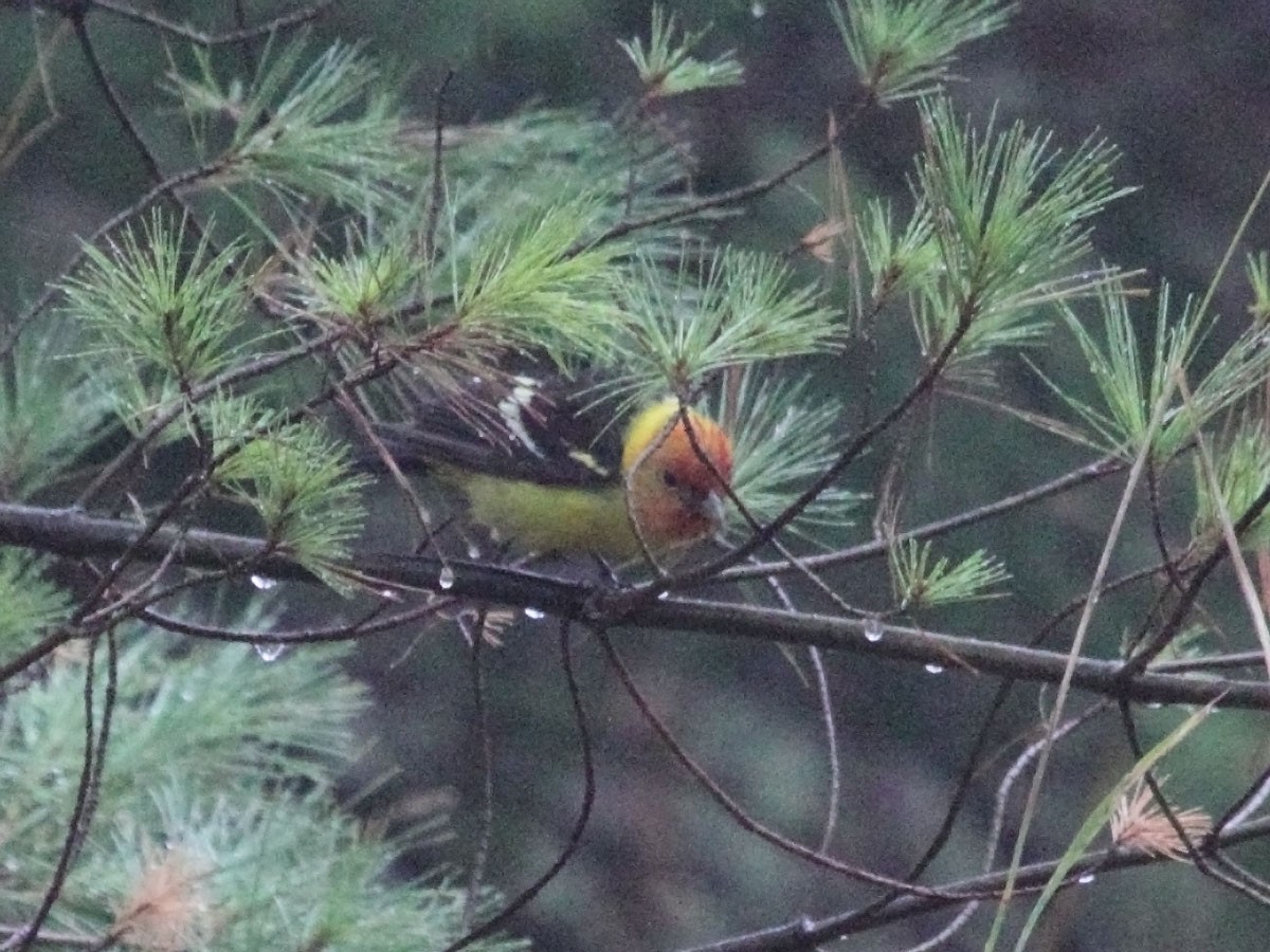 Western Tanager - ML249966821