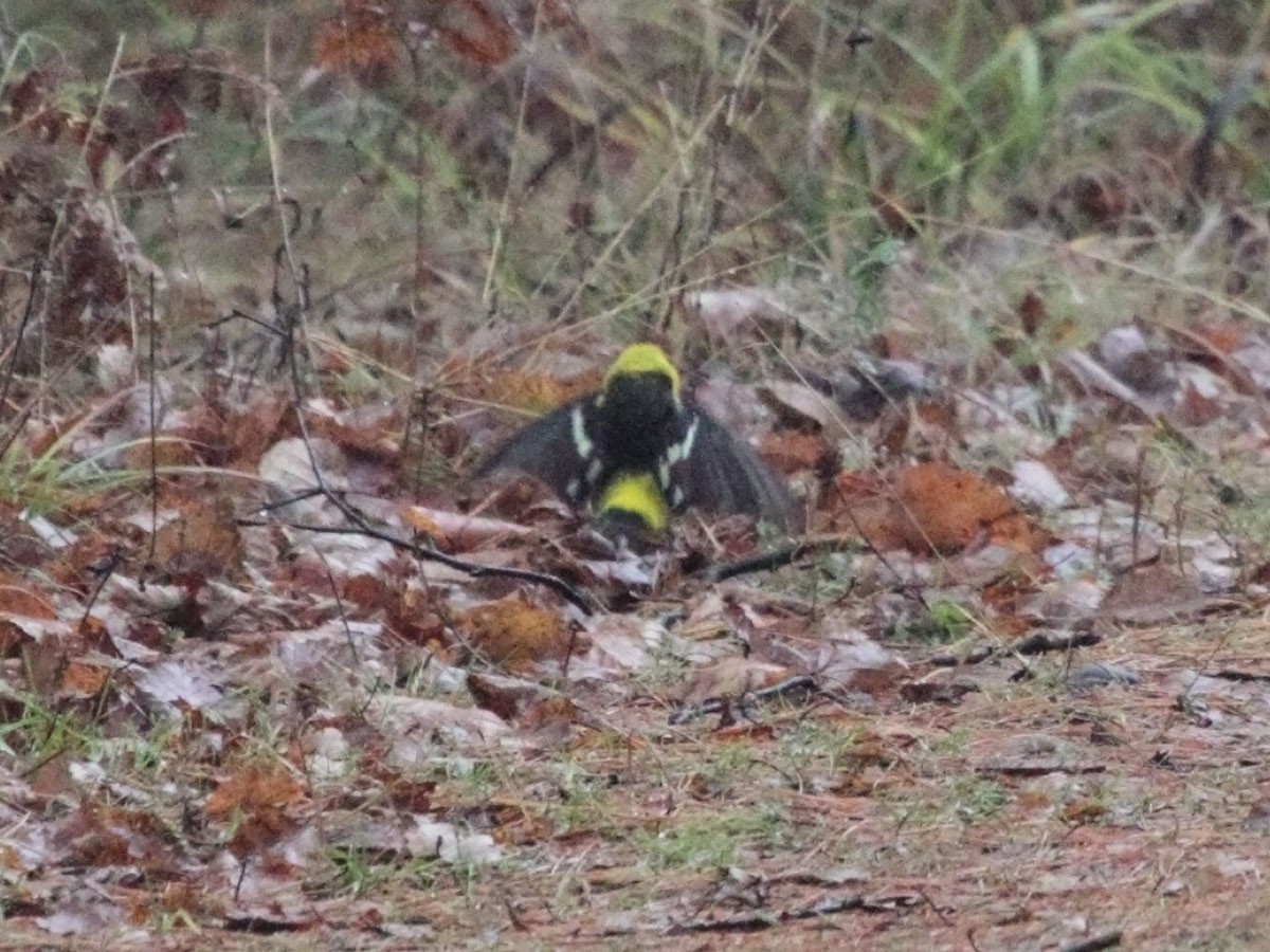 Western Tanager - ML249966831