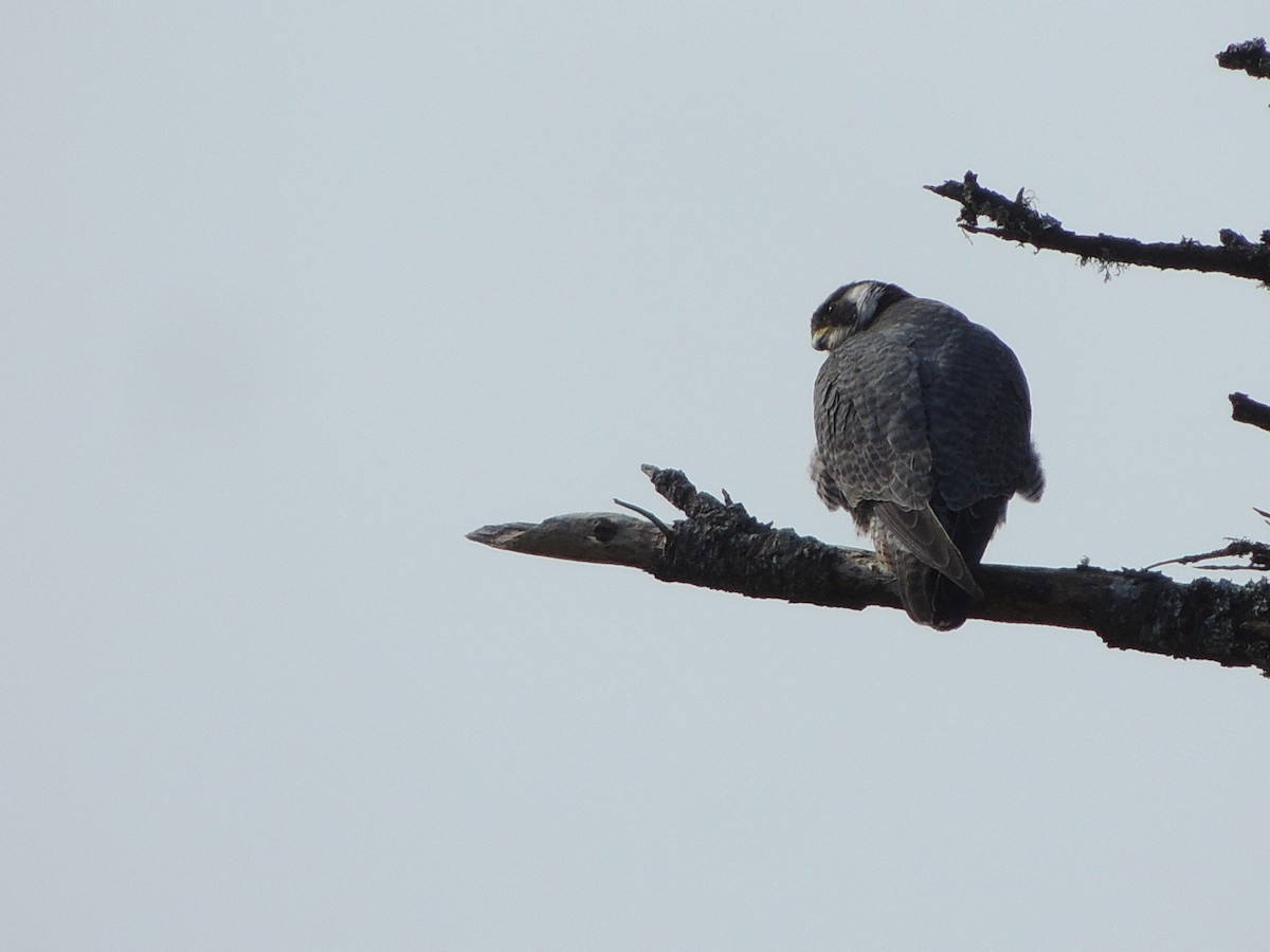 Peregrine Falcon - W. Michaelis