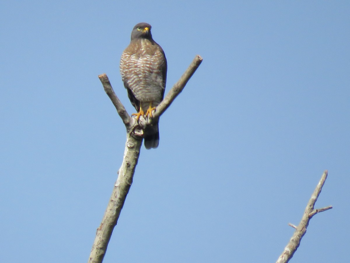 Roadside Hawk - Romeu Gama