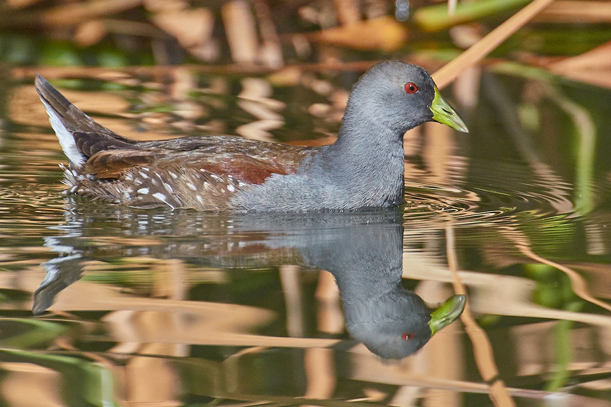 Spot-flanked Gallinule - Javier Pérez