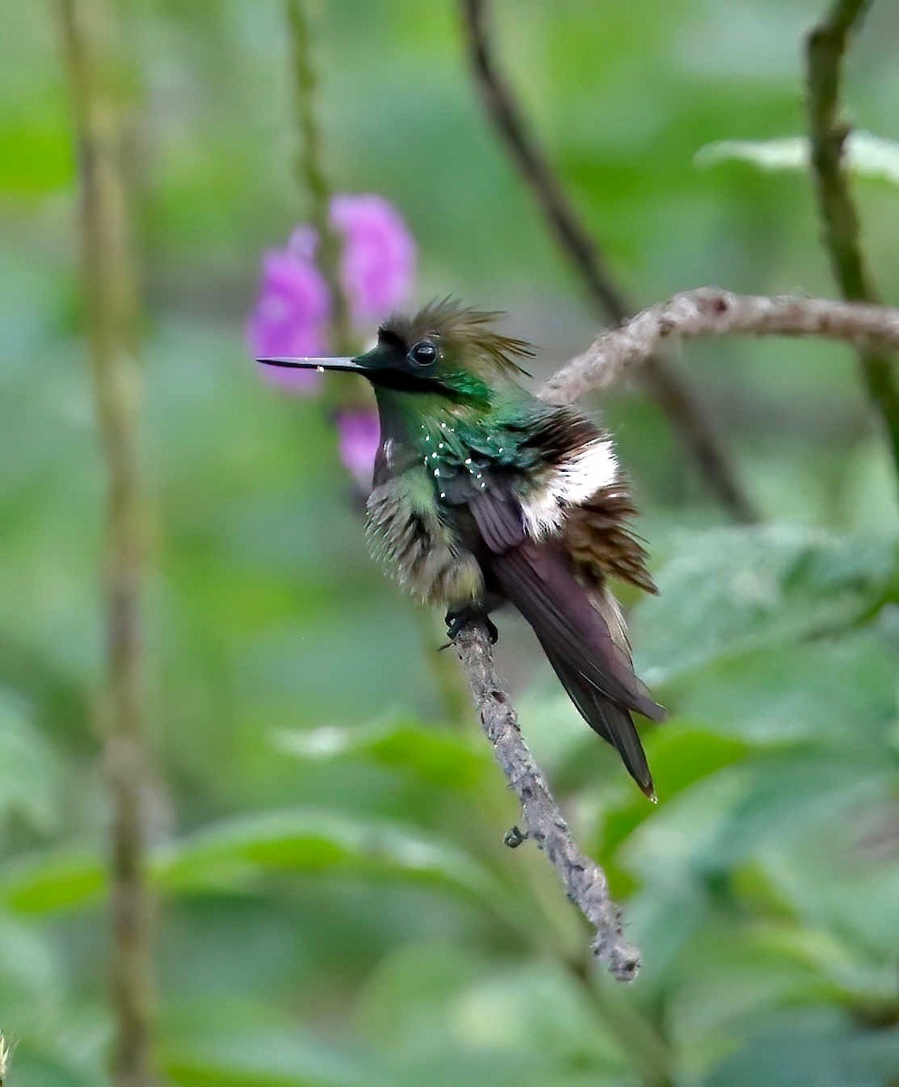 Butterfly Coquette - Timo Mitzen