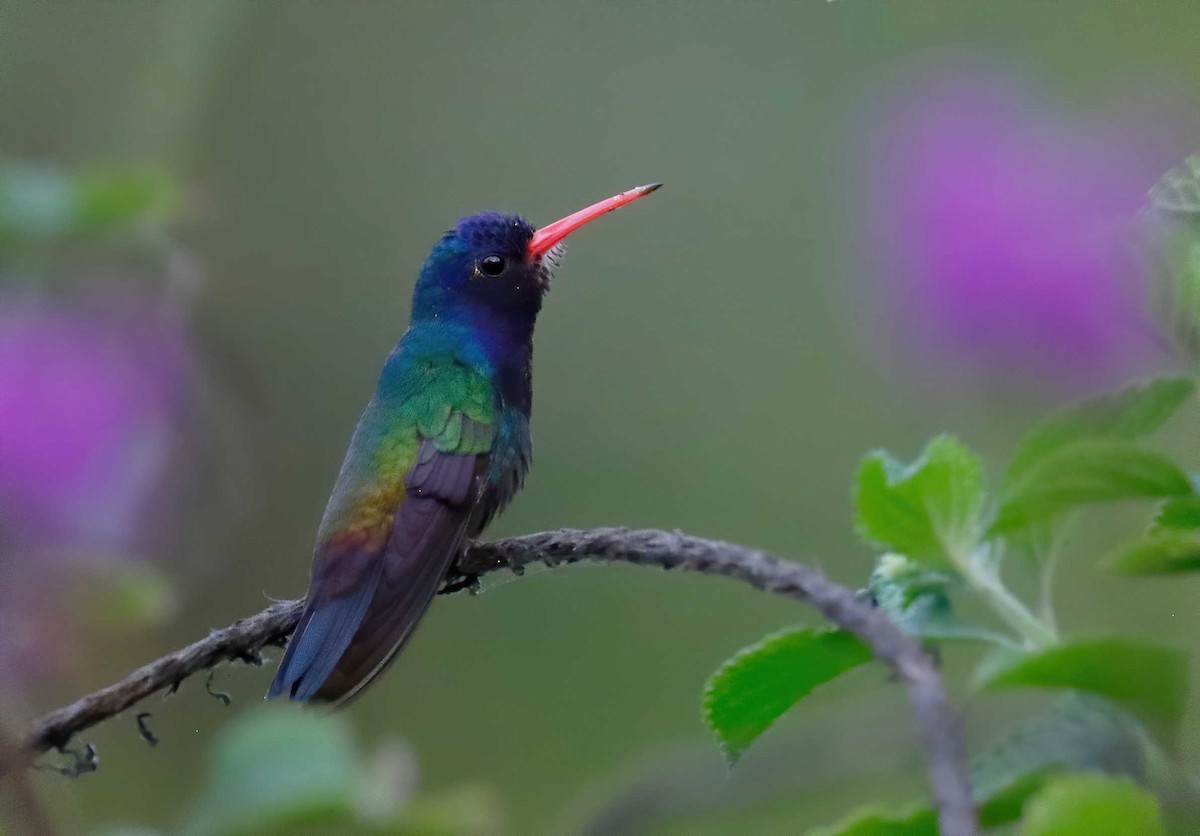 White-chinned Sapphire - ML249971681