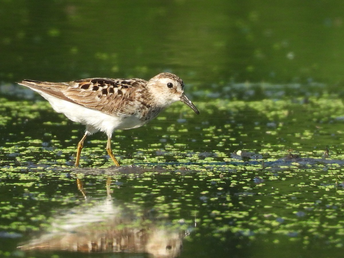 Least Sandpiper - ML249974221